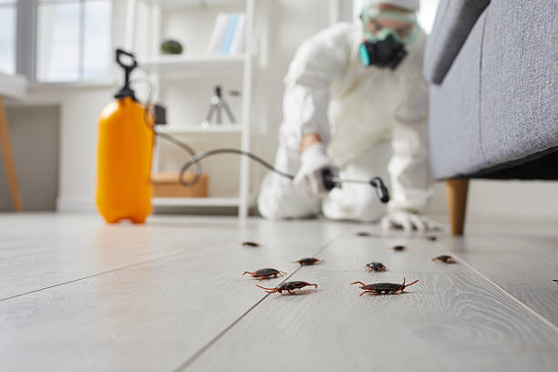 Commercial Rodent Management in Dorr